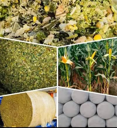 Silage ,Animals Feed , Corn Silage/ Animal Feed/ Maki Silage pure Feed