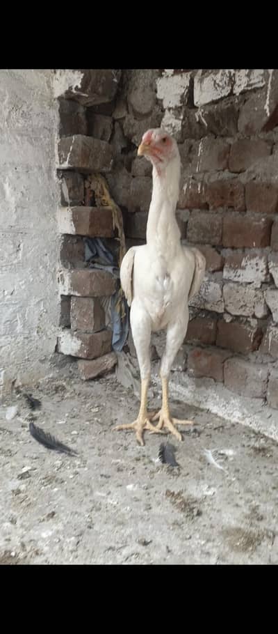 White Shamo Female