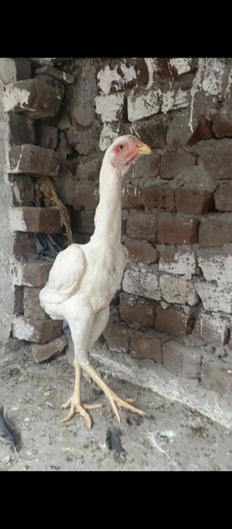 White Shamo Female — photo 2