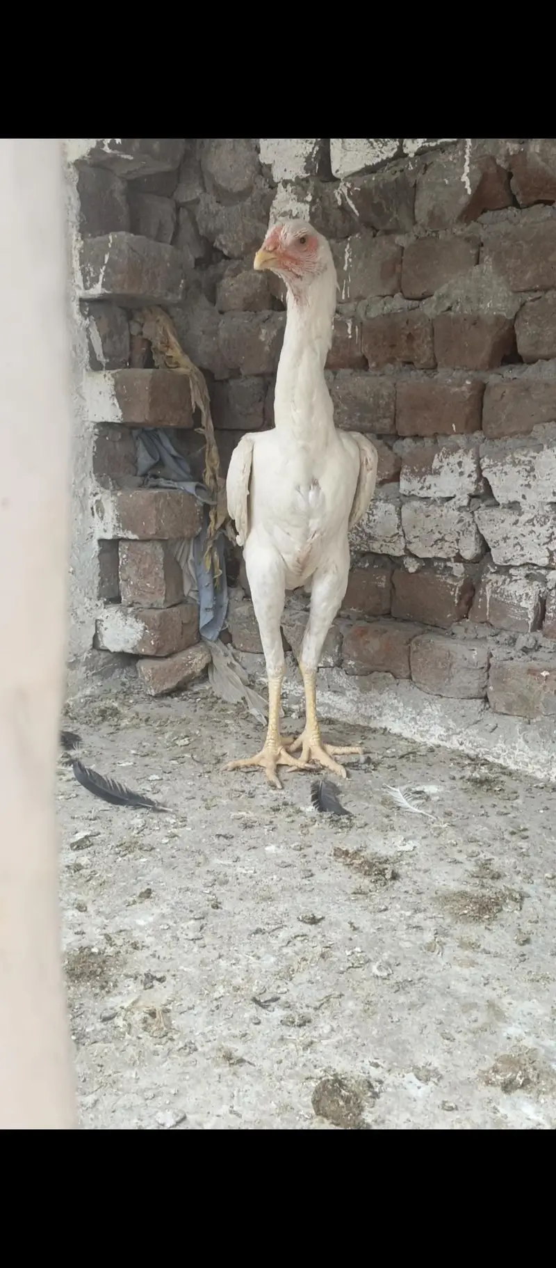 White Shamo Female — photo 3