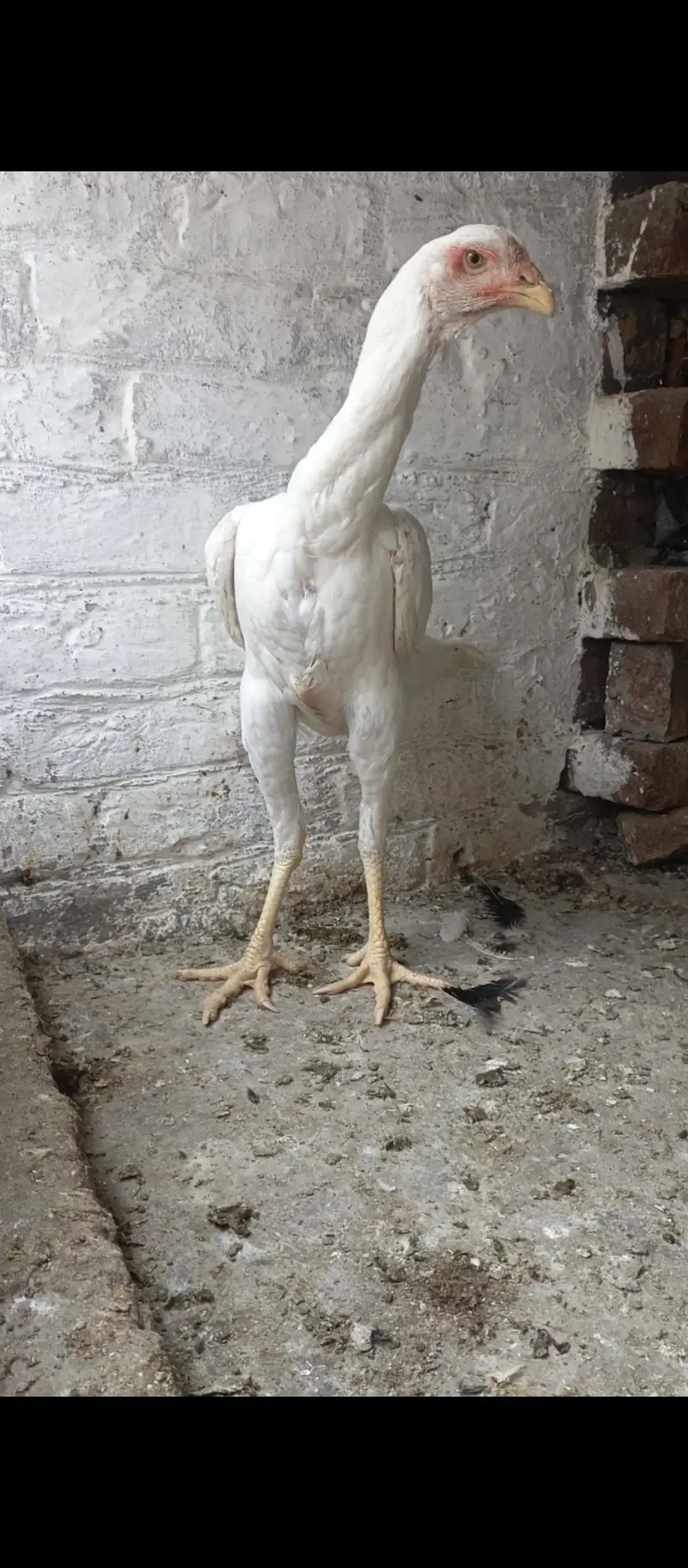 White Shamo Female — photo 5