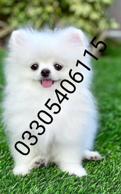 Pomeranian puppies 0330*540611*five