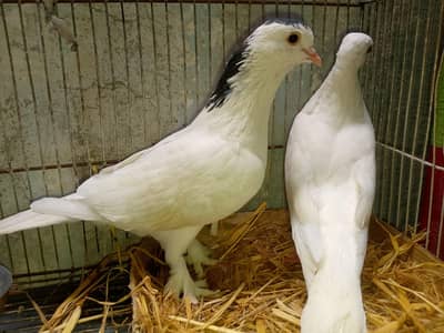 Adult pair of pegion