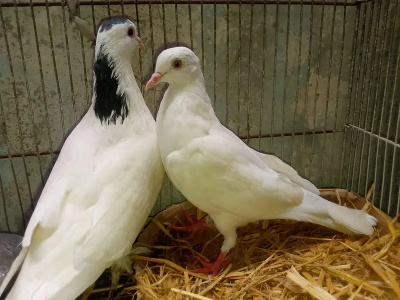 Adult pair of pegion — photo 2