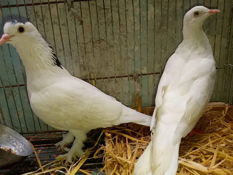 Adult pair of pegion — photo 4