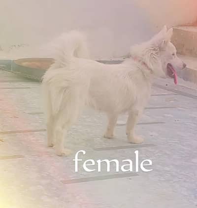 o siez russain female for sale heart par hai