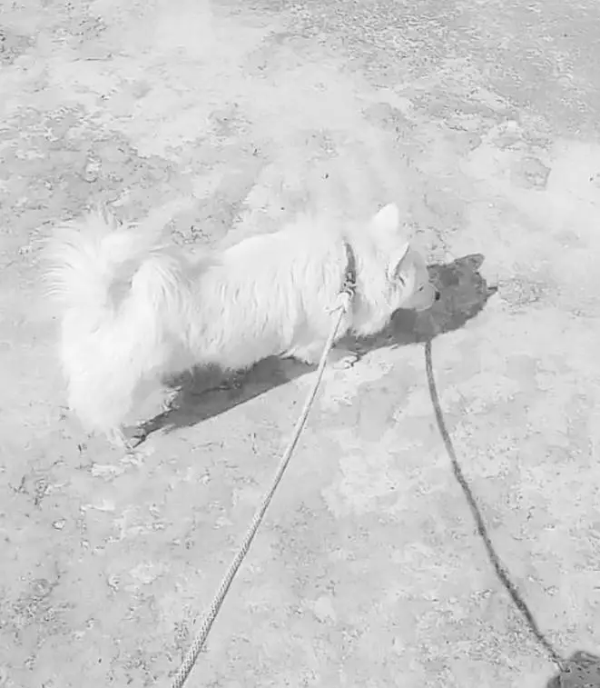 o siez russain female for sale heart par hai — photo 2