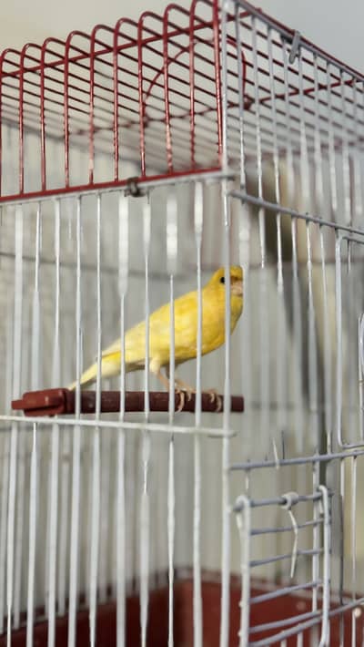 Bird canary singing male