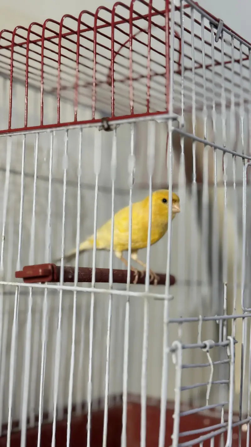 Bird canary singing male — photo 2
