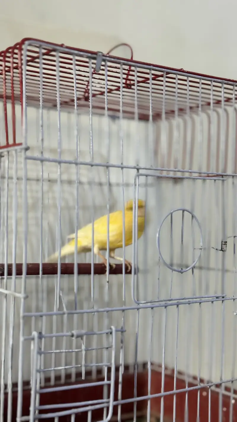 Bird canary singing male — photo 3
