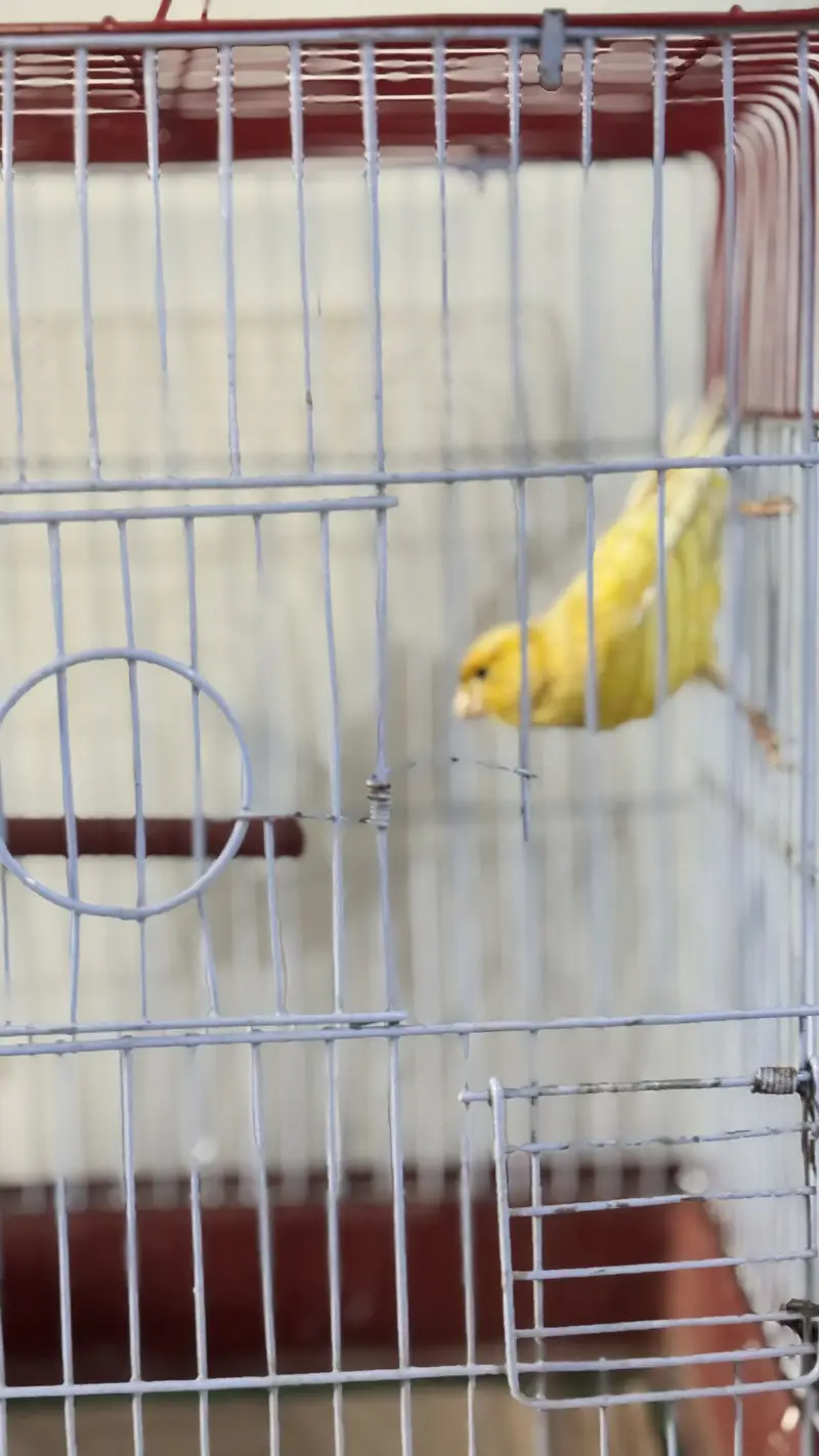 Bird canary singing male — photo 4