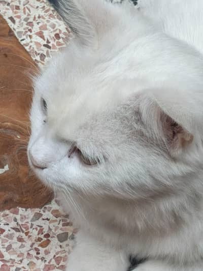 cat selling