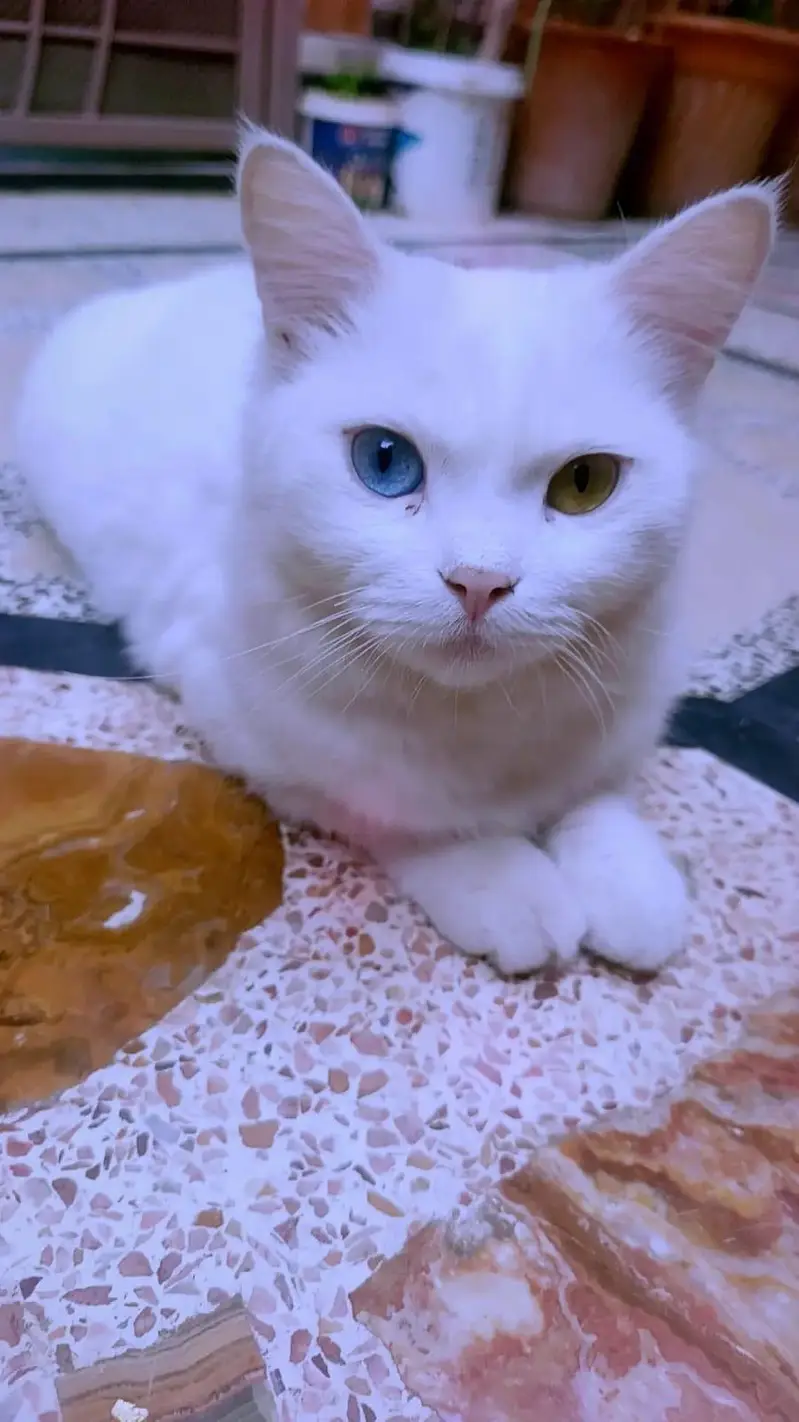 Persian cat | odd eyes cat | Double coated | cat for sale — photo 2