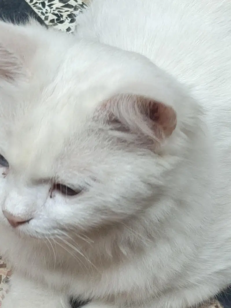 Persian cat | odd eyes cat | Double coated | cat for sale — photo 3