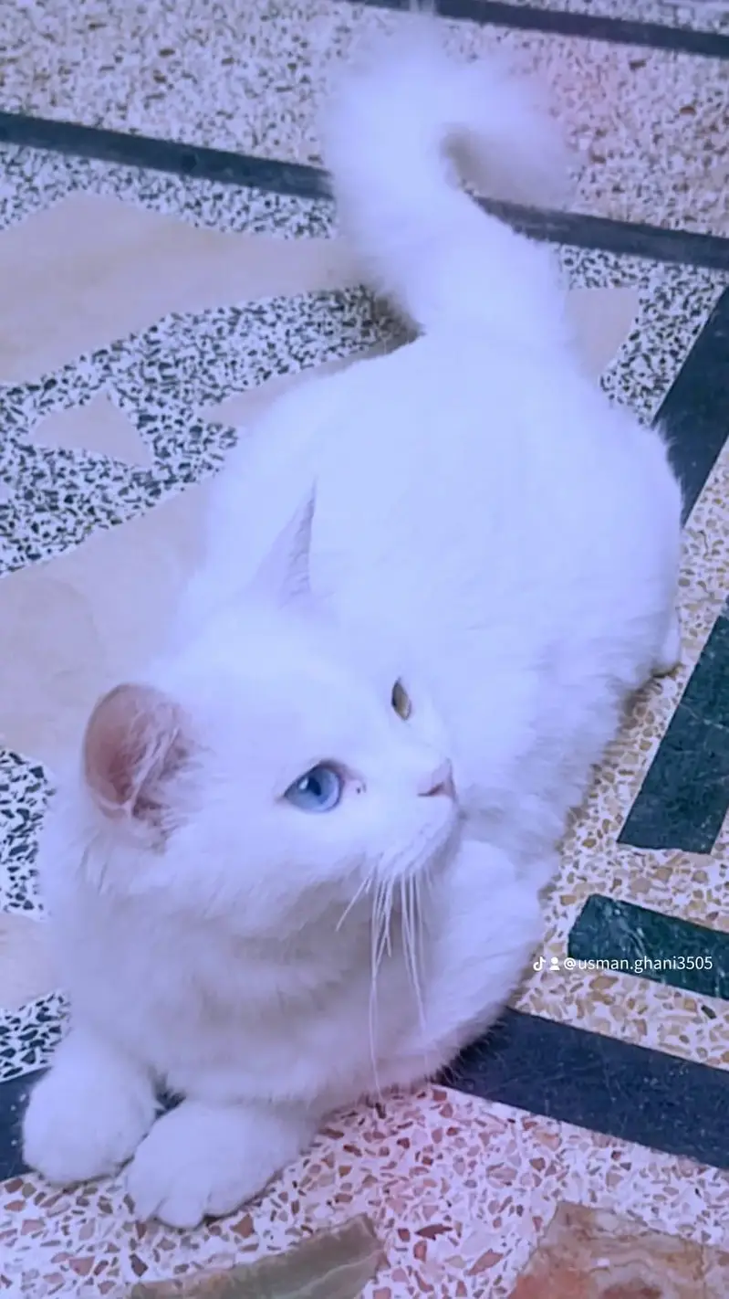 Persian cat | odd eyes cat | Double coated | cat for sale — photo 4