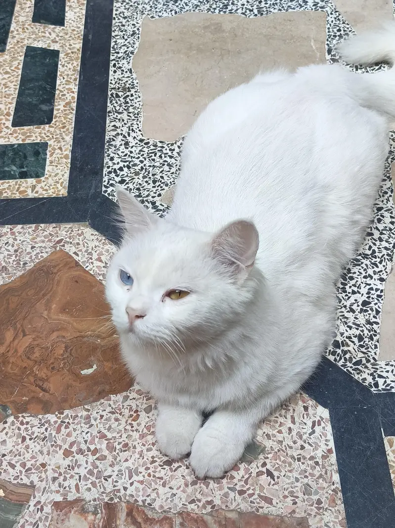 Persian cat | odd eyes cat | Double coated | cat for sale — photo 5