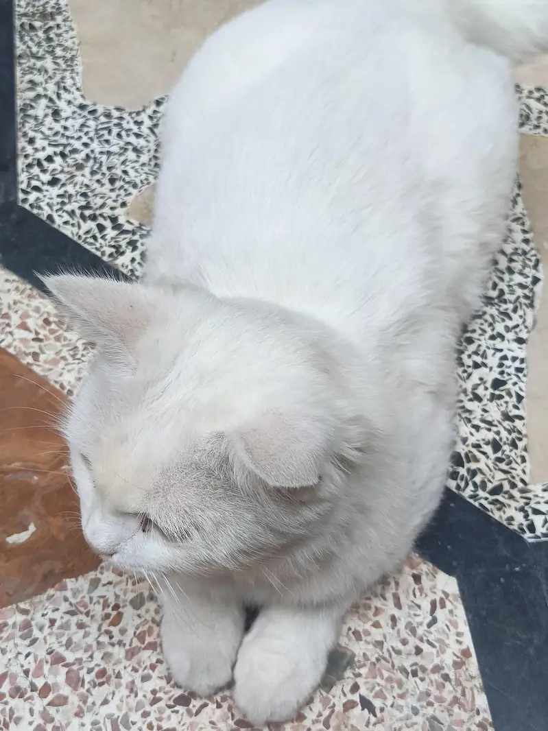 Persian cat | odd eyes cat | Double coated | cat for sale — photo 6