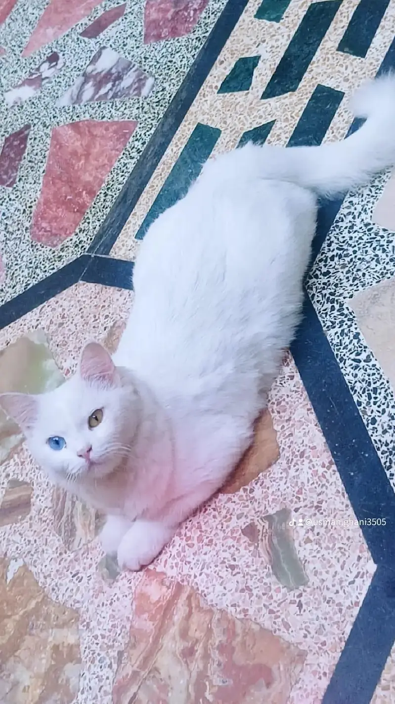 Persian cat | odd eyes cat | Double coated | cat for sale — photo 7