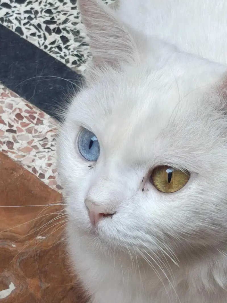 Persian cat | odd eyes cat | Double coated | cat for sale — photo 8