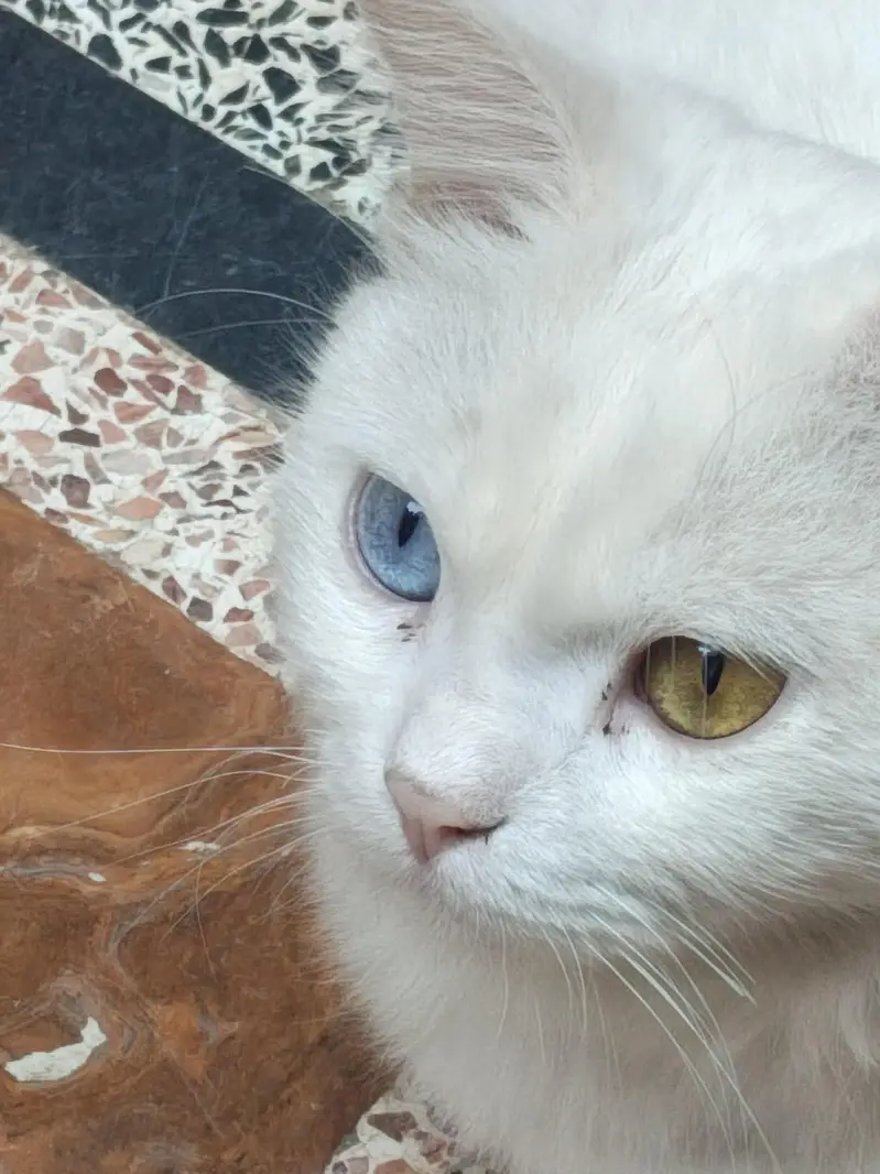 Persian cat | odd eyes cat | Double coated | cat for sale — photo 9