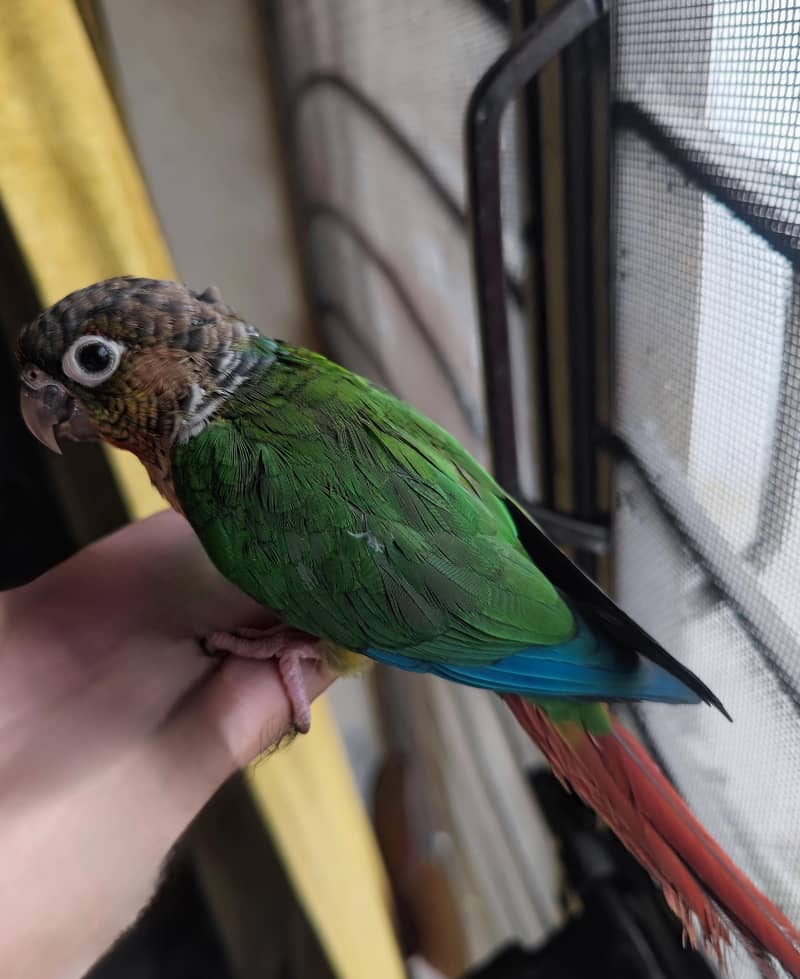 Pineapple Conure 0