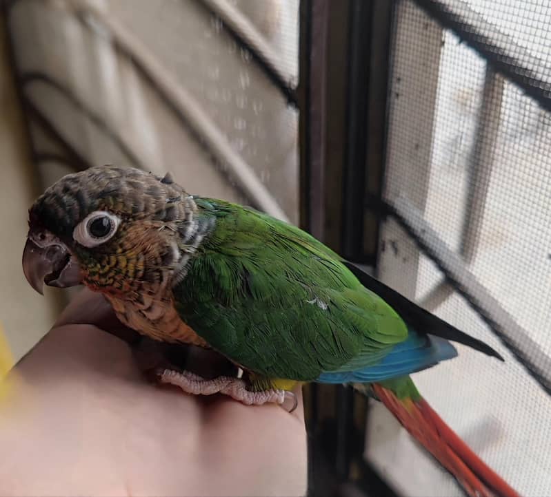 Pineapple Conure 1