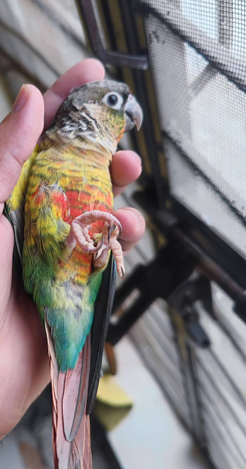 Pineapple Conure 2