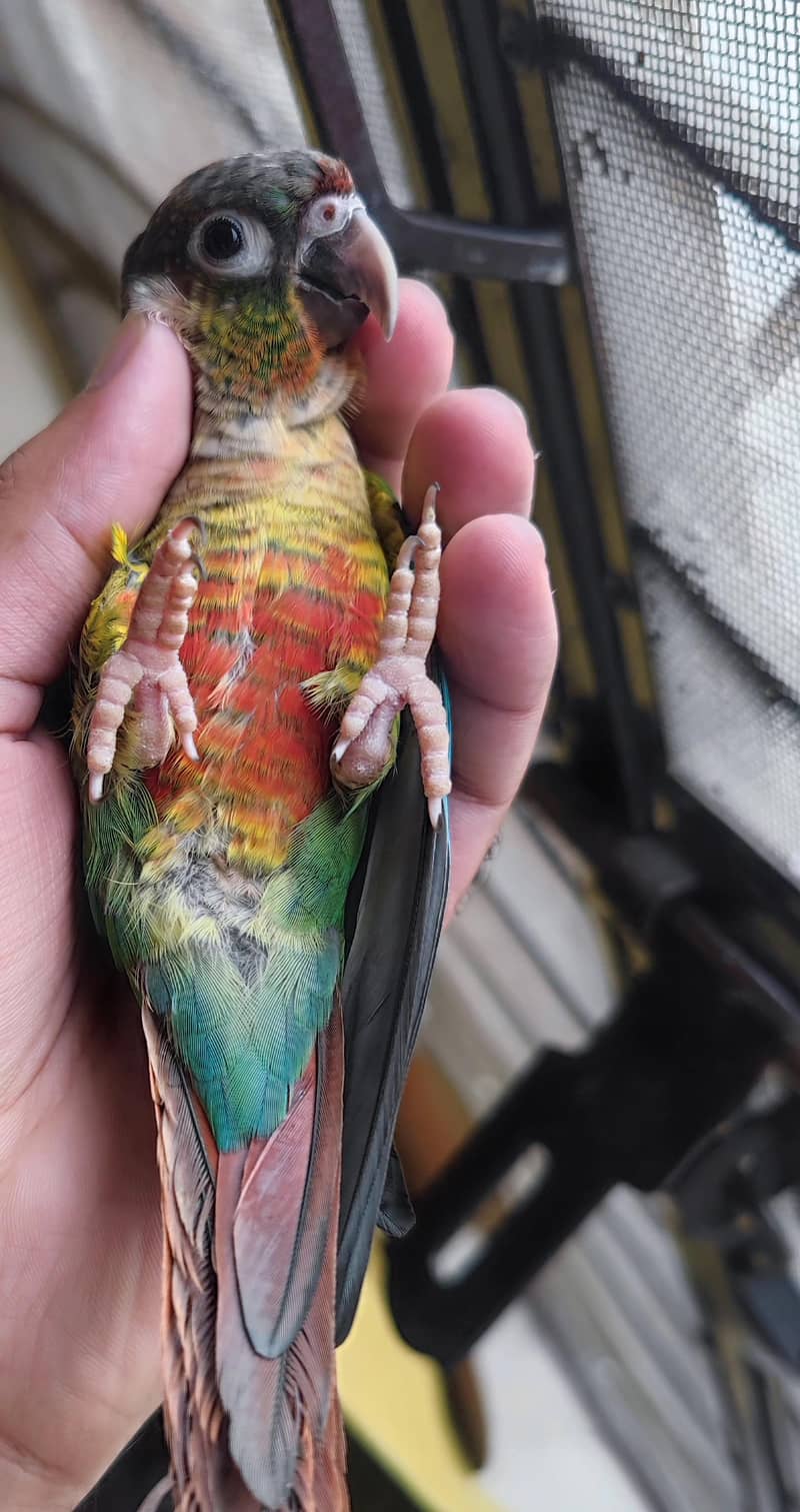 Pineapple Conure 3