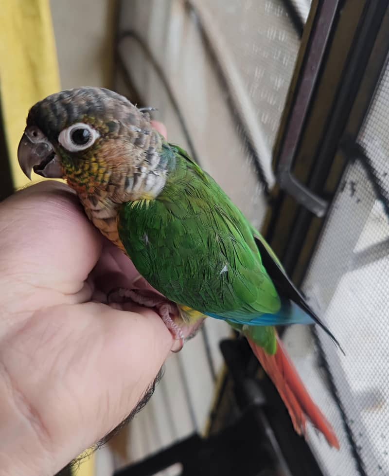 Pineapple Conure 4