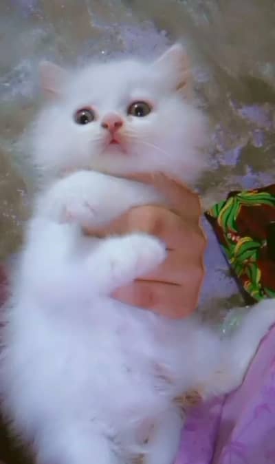 double coat fluffy white Russian pet kitten Available