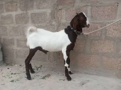 Bakra for sale