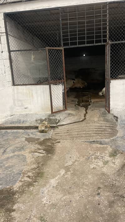 Farmhouse for rent