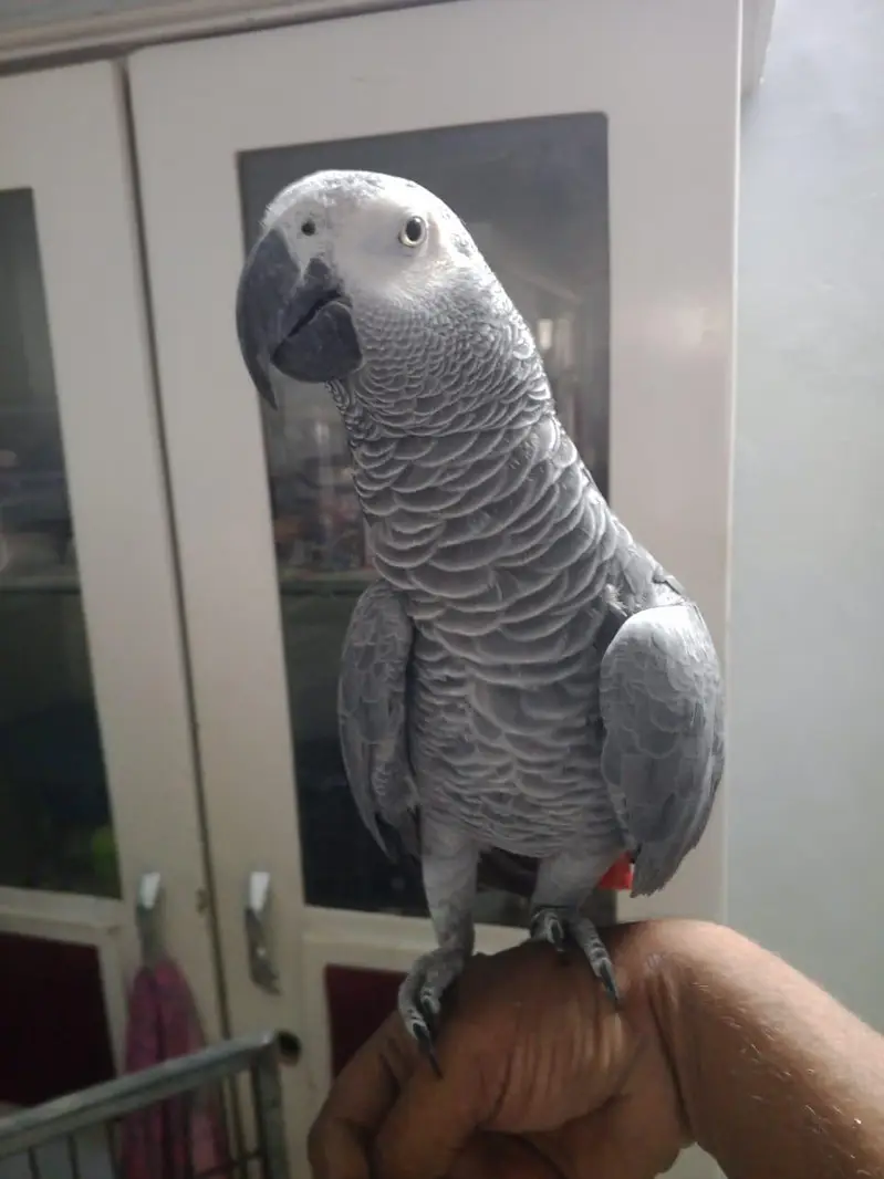 beautiful grey parrot unlimited talking about 03102896583 — photo 2