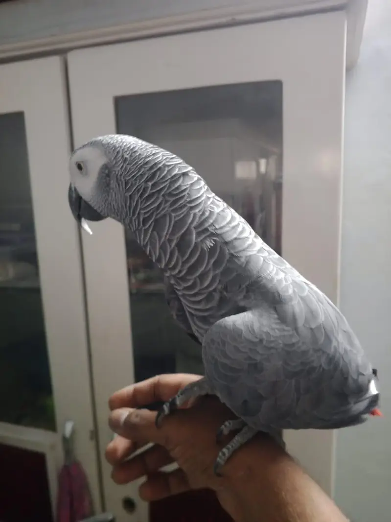 beautiful grey parrot unlimited talking about 03102896583 — photo 3