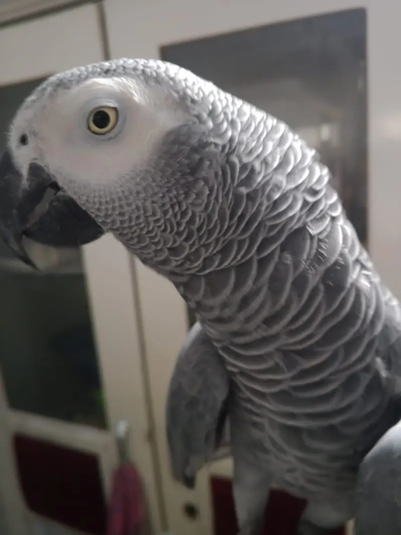 beautiful grey parrot unlimited talking about 03102896583 — photo 4