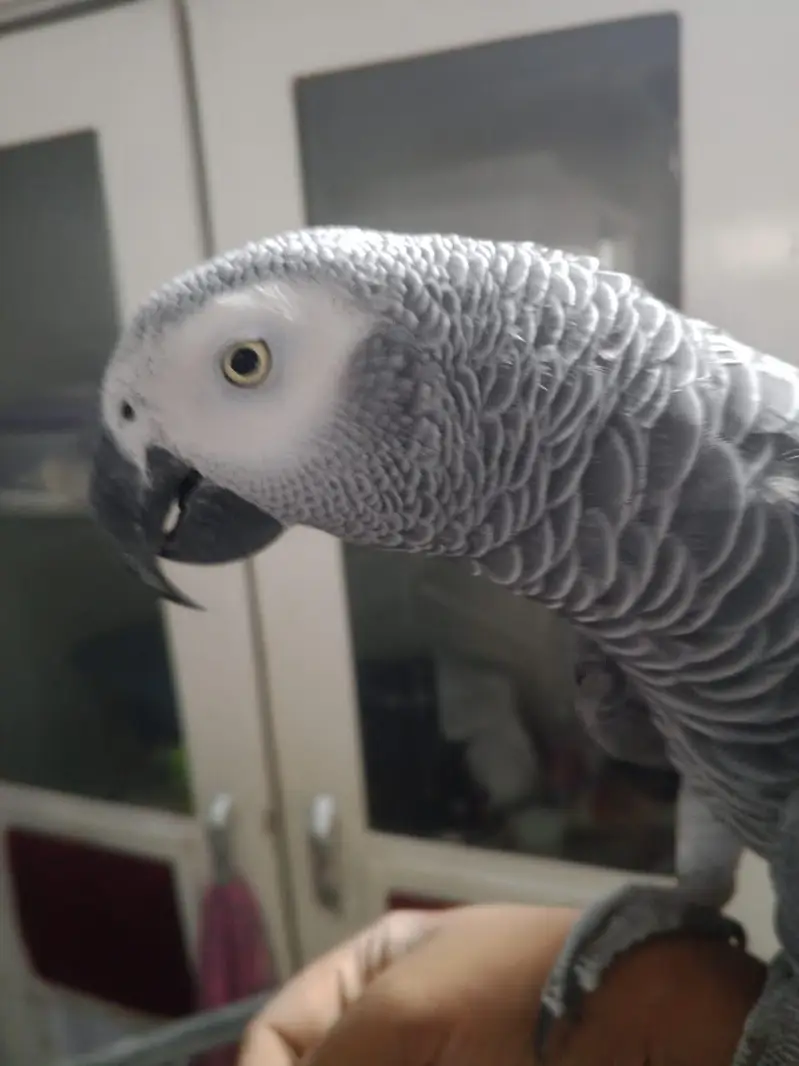 beautiful grey parrot unlimited talking about 03102896583 — photo 5