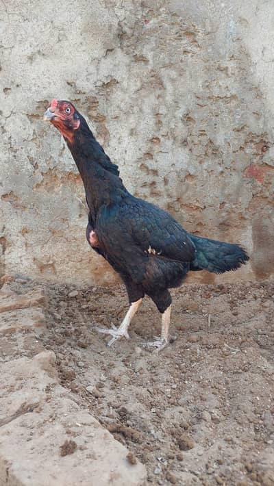 pair available breeder pair ha