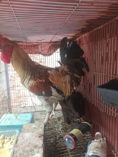 goldan misri desi hen pair