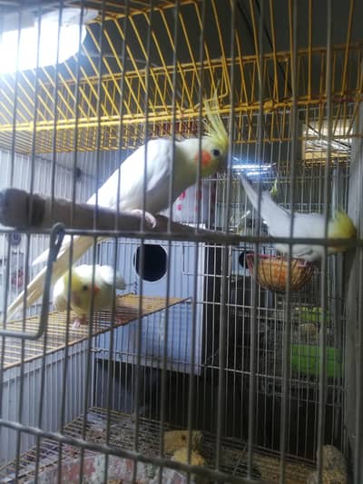 Common White one mail and one breaded pair with six eggs