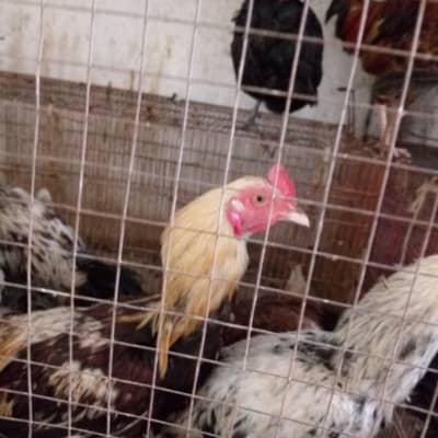 Aseel patha for sale