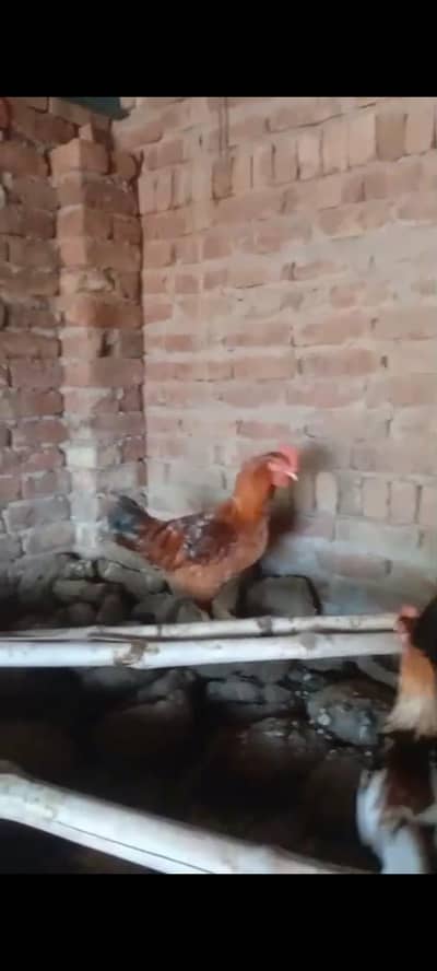 ghr ke rakha howa hai