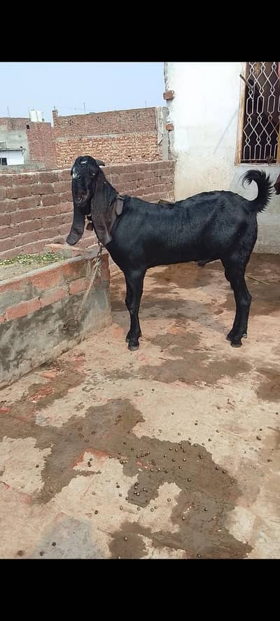 sahiwal betal bakra balak. . Nagra. daba nasal.  sahiwal