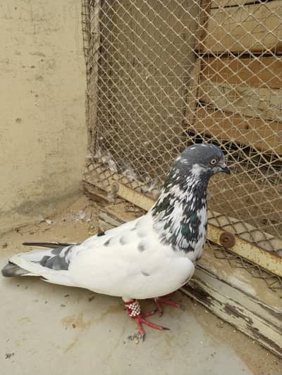 kabootar for seel