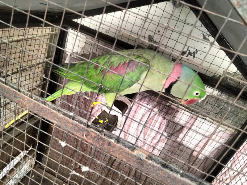 Raw parrot 0