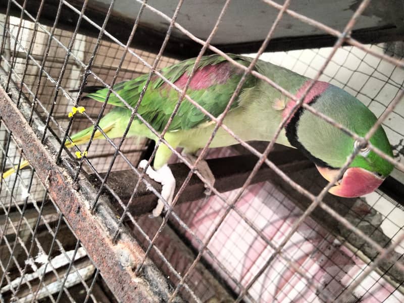 Raw parrot 1