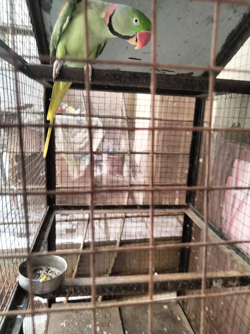 Raw parrot — photo 3