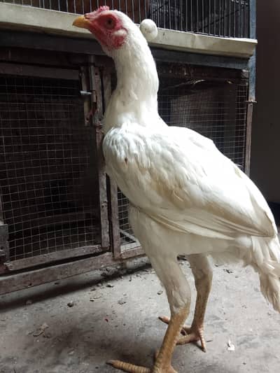 white Miawali pair for sale