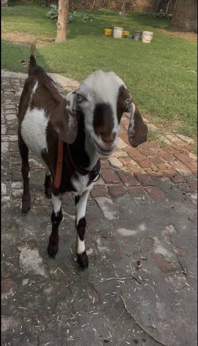Mix desi bakri or bakra