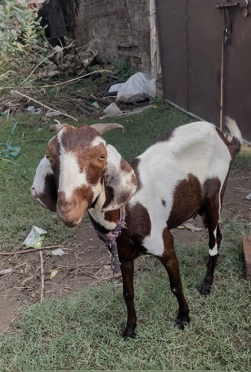 Mix desi bakri or bakra — photo 2