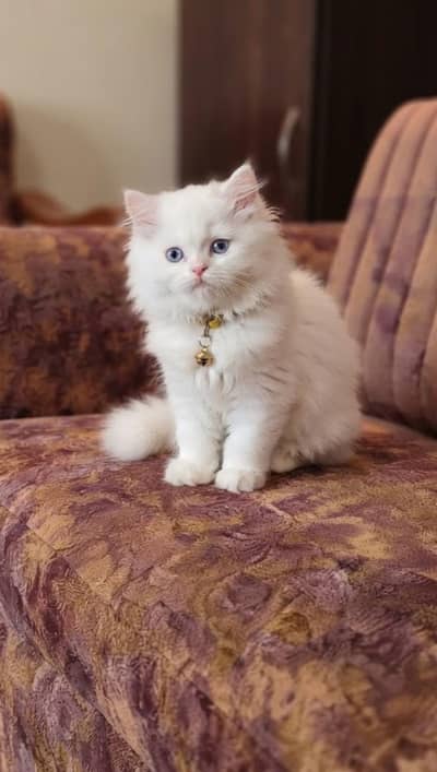 Persian kittens for sale only (Now Adult cats available on adoption)